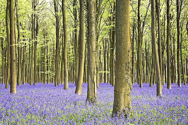 Bluebell wood