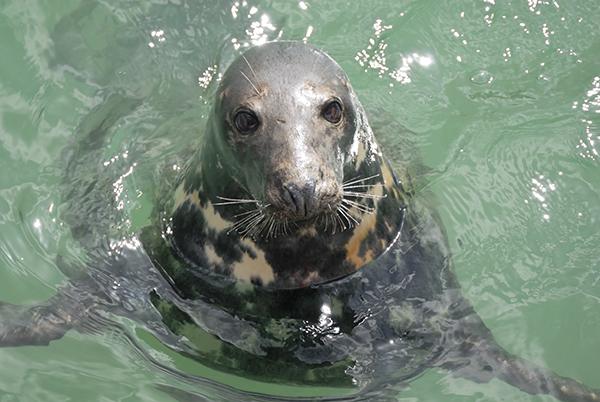 Grey seal in Cornwall